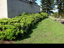 Pittosporum Tobira